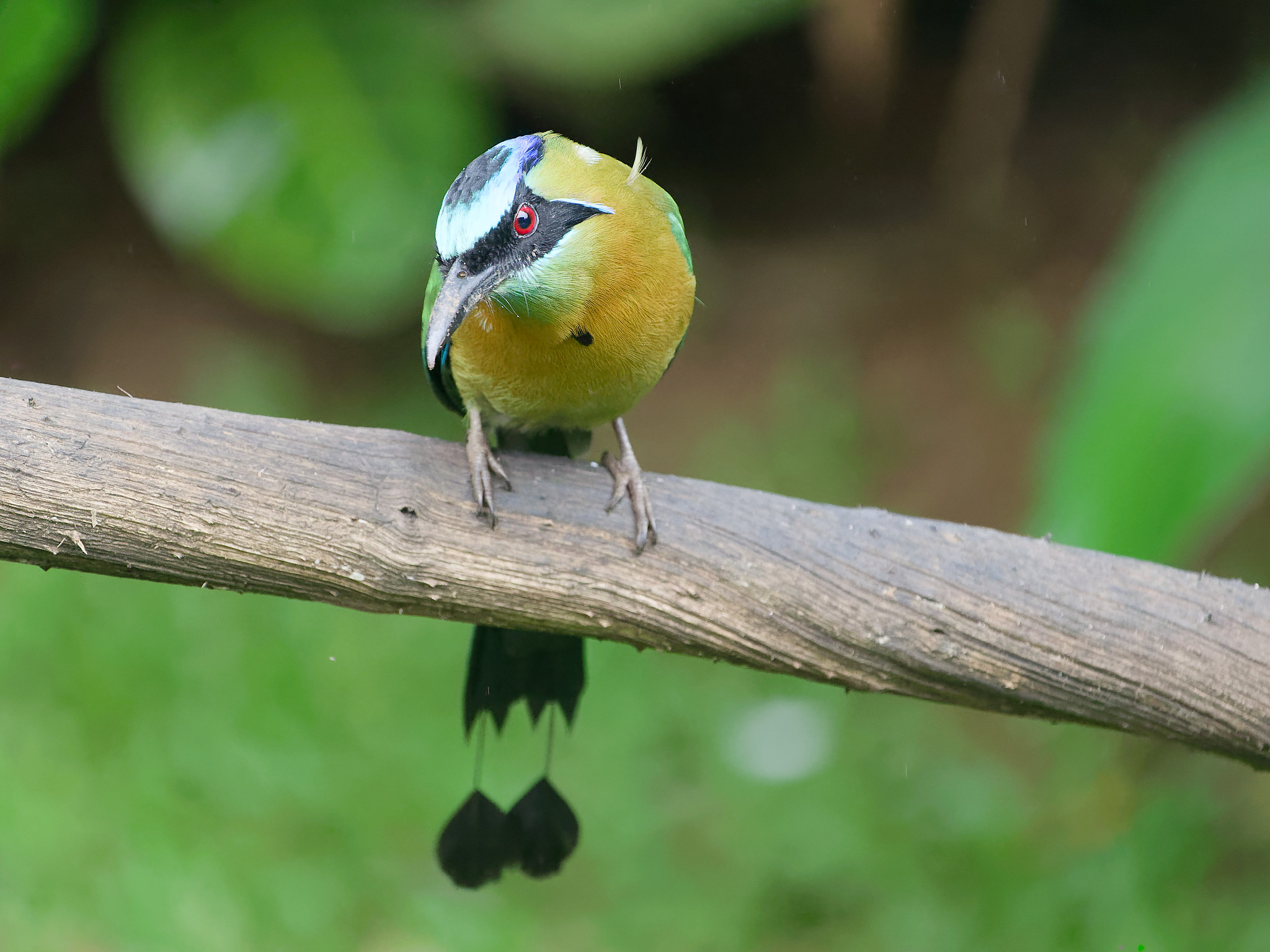 Lessons motmot (Momotus lessonii)